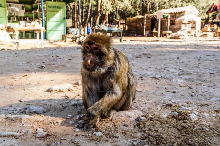 Foto de Cute wild monkey in the Cedar Forest, Ifrane, Morocco, North Afric - Imagen libre de derechos