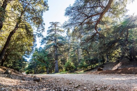 Téléchargez les photos : Old cedar trees in Cedre Gouraud Forest, Azrou, Morocco, North Africa - en image libre de droit