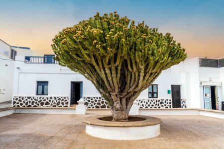 Foto de Huge cactus on the background of white architecture in Caleta del Sebo,  La Graciosa , Canary Islands, Spain - Imagen libre de derechos
