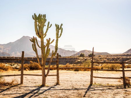 Téléchargez les photos : Superbe vue sur le désert de Tabernas, avec de beaux cactus indigènes se déroulant à Almeria, andalousie, Espagne. - en image libre de droit