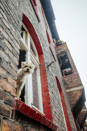 Lindo perro peludo que sobresale por la ventana en la casa de ladrillo inquilino en Nikiszowiec, Katowice, sur de Polonia 