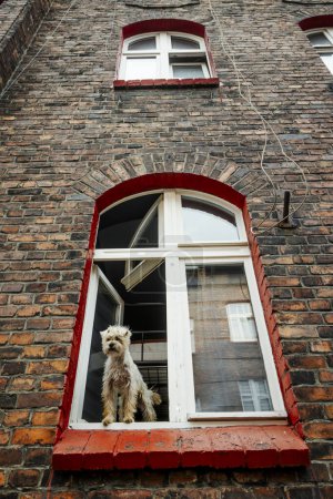 Lindo perro peludo que sobresale por la ventana en la casa de ladrillo inquilino en Nikiszowiec, Katowice, sur de Polonia 