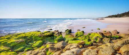 Photo for Panorama from Point Arkwright, Sunshine Coast, Queensland,  Looking South along the beach towards Maroochydore. Green moss covered rocks in the foreground and a hazy horizon in background with a clear blue sky. Small surf waves rolling in to the sand - Royalty Free Image