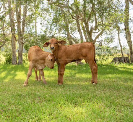 Zwei junge Kälber zusammen auf einer Koppel, die für Rinderrinder aufgezogen wird, mit Bäumen im Hintergrund in Queensland, Australien.