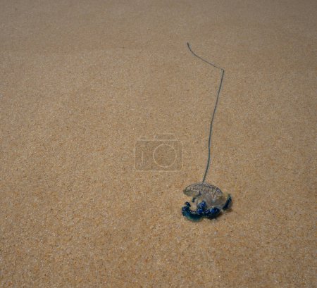 A bluebottle Pacific man-o-war jellyfish (Physalia physalis) washed ashore on a sandy beach in Australia