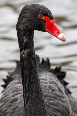 Close-up of a beautiful black swan.