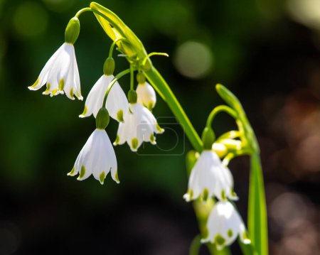 Schöne Leucojum Aestivum Blüten, auch als Schneeflocke bekannt.