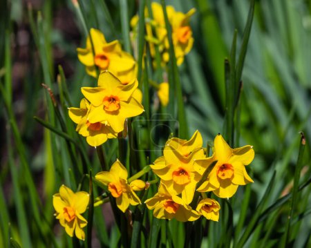 Close-up of Daffodils during the Springtime,