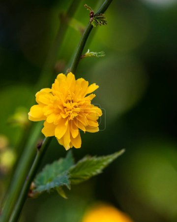A beautiful Kerria Japonica Pleniflora flower - also known as Japanese Kerria, or Japanese Rose.