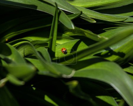 Close-up of a beautiful Ladybird on green foliage.