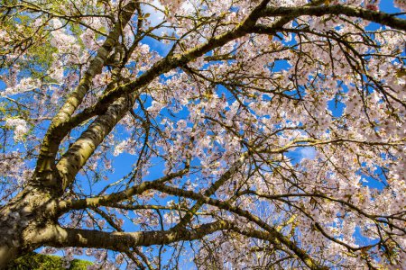 Looking up at a beautiful Blossom Tree.
