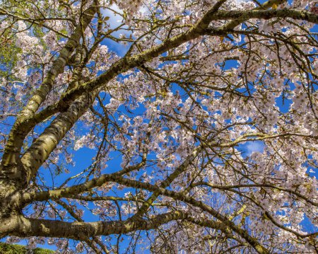 Looking up at a beautiful Blossom Tree.