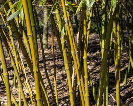 Close-up of Bamboo Plants.