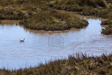 A black-headed gull swimming on the Salt Marsh in Leigh-on-Sea, Essex.