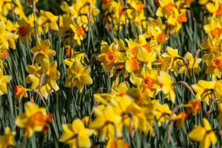Beautiful Daffodils in a flower bed.