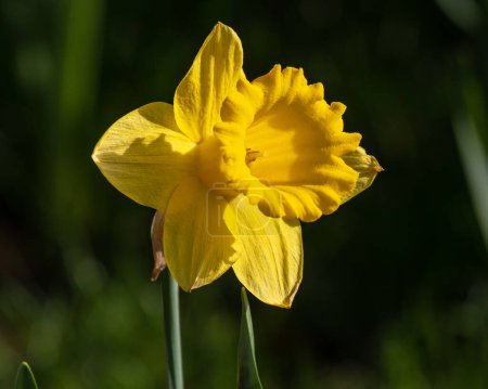 A close-up of a beautiful Daffodil flower.