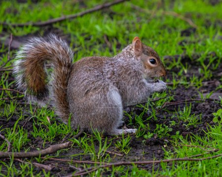 Gros plan d'un bel écureuil, photographié dans un parc londonien.