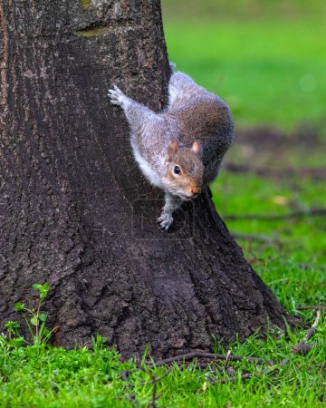 Ein schönes Eichhörnchen, abgebildet in einem Londoner Park.