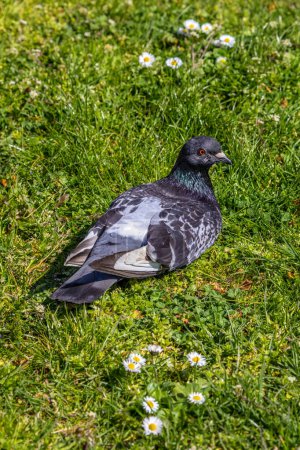 Un pigeon se relaxant sur l'herbe dans un jardin londonien.