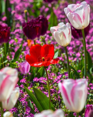 Una impresionante exhibición de tulipanes.