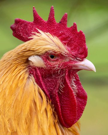 Das Porträt eines Hahns - ein männliches Huhn.