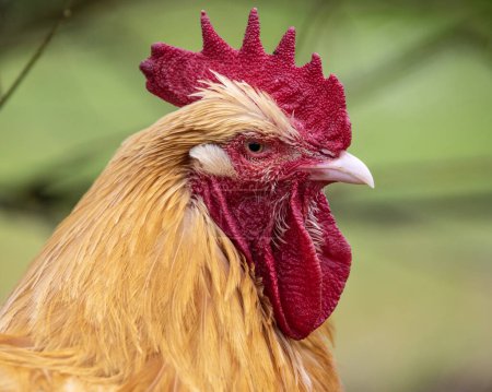 Das Porträt eines Hahns - ein männliches Huhn.