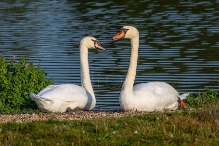 Close-up of two Swans at Leeds Castle in Kent, UK.