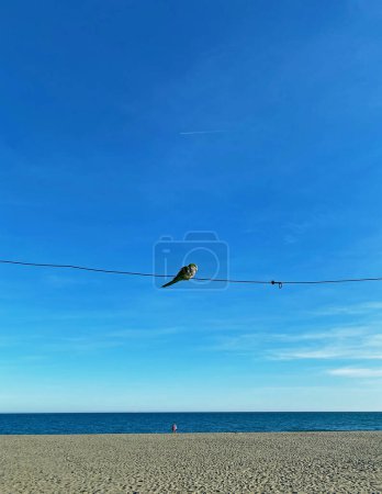 A solitary parrot Myiopsitta monachus calita sits on a wire