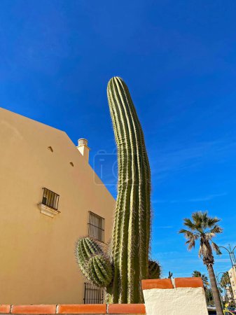 Foto de Un gran cactus y una palmera cerca de un poste de luz contra un cielo azul - Imagen libre de derechos
