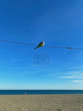 A solitary parrot Myiopsitta monachus calita sits on a wire