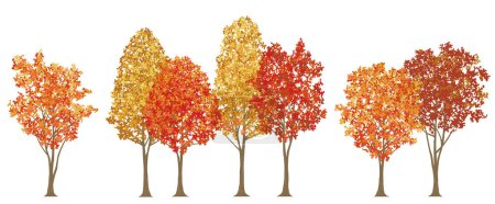 Roadside Trees In Autumn Colors Vector Illustration Isolated On A White Background. 