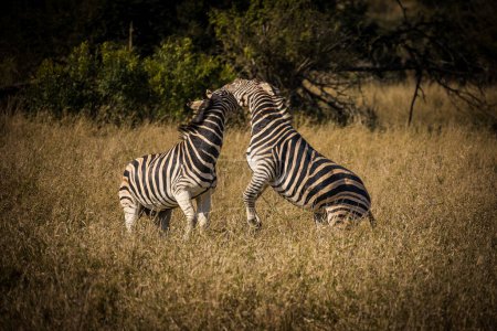 Photo for A stunning photo of a Zebra grazing in its natural habitat. Witness nature's wonders, and the importance of conservation in protecting endangered species and preserving Africa's biodiversity - Royalty Free Image