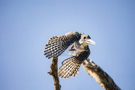 Photo for Close up image of a Giant Kingfisher on a dead branch in a National park in South Africa - Royalty Free Image