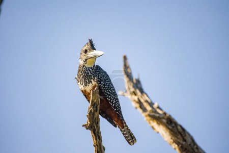 Photo for Close up image of a Giant Kingfisher on a dead branch in a National park in South Africa - Royalty Free Image