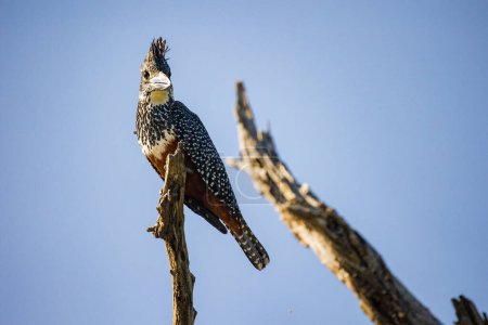 Téléchargez les photos : Image rapprochée d'un Kingfisher géant sur une branche morte dans un parc national en Afrique du Sud - en image libre de droit