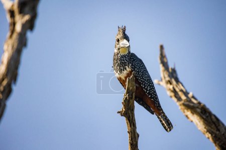 Téléchargez les photos : Image rapprochée d'un Kingfisher géant sur une branche morte dans un parc national en Afrique du Sud - en image libre de droit