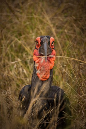 Téléchargez les photos : Gros plan d'un oiseau au sol dans un parc national en Afrique du Sud - en image libre de droit