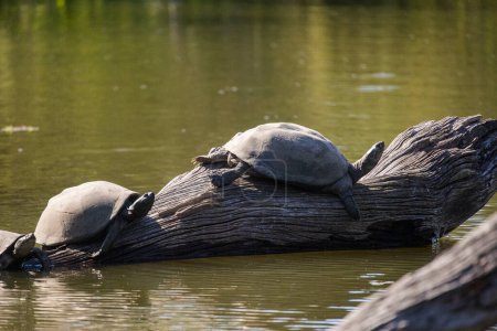 Photo for Close up image of a Terrapin Sunning itself on a log in a lake in a national park in South Africa - Royalty Free Image