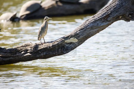 Photo for Close up image of a Green-Backed Heron hunting along the waters edge in a nature reserve - Royalty Free Image