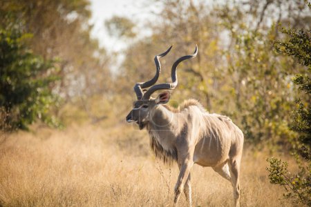 Téléchargez les photos : Image rapprochée d'un majestueux Kudu dans un parc national d'Afrique du Sud - en image libre de droit
