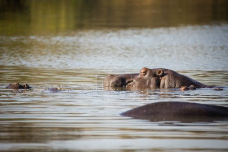 Téléchargez les photos : Image rapprochée d'un hippopotame dans un lac d'un parc national en Afrique du Sud - en image libre de droit