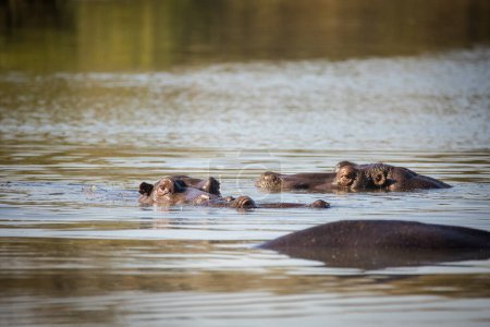 Foto de Imagen de cerca de un hipopótamo en un lago en un parque nacional en Sudáfrica - Imagen libre de derechos