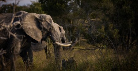 Photo for Close up image of an African Elephant in the greater Kruger area in Mpumalanga in South Africa - Royalty Free Image