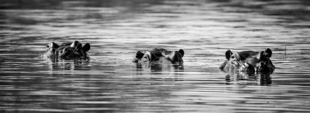Photo for Close up image of a Hippo in a lake in a national park in South Africa - Royalty Free Image