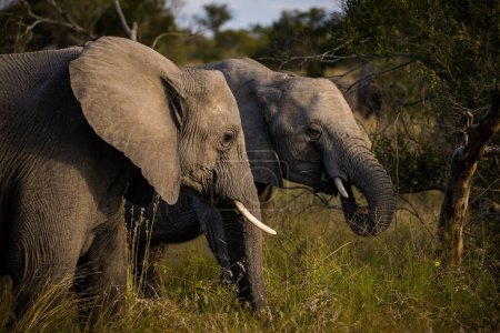 Foto de Imagen de cerca de un elefante africano en el área metropolitana de Kruger en Mpumalanga, Sudáfrica - Imagen libre de derechos