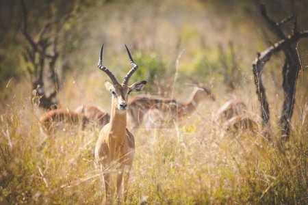 Foto de Retrato de un carnero de Impala en una reserva natural - Imagen libre de derechos