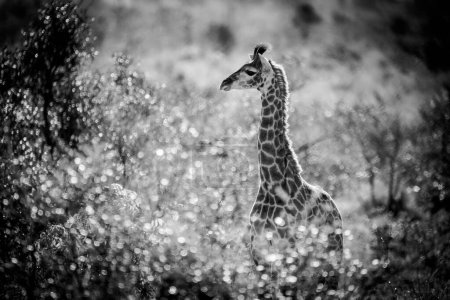 Photo for Close up image of a Giraffe in a national park in South Africa - Royalty Free Image