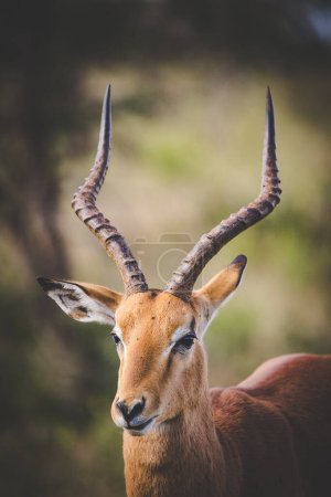 Photo for Portrait of an Impala Ram in a nature reserve - Royalty Free Image