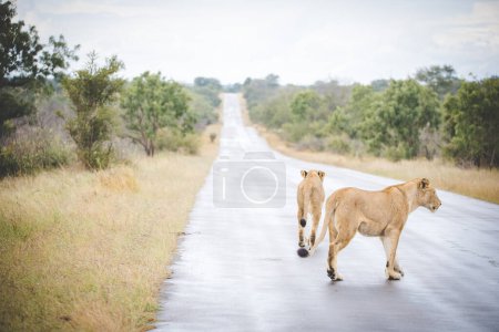 Photo for Close up image of a lion in the brush in a national park in South Africa - Royalty Free Image