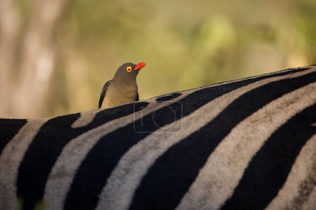 Foto de Imagen de cerca de un Oxpecker de pico rojo en la espalda de un animal de caza africano en una reserva natural en Sudáfrica - Imagen libre de derechos